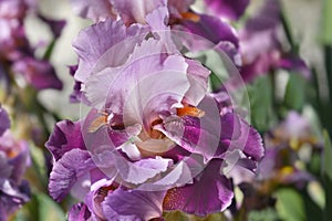 Tall bearded iris Camelot Rose photo