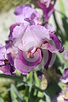 Tall bearded iris Camelot Rose photo