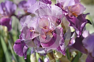 Tall bearded iris Camelot Rose photo