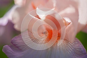 Tall Bearded  Iris Celebration Song macro photograph