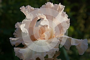 Tall Bearded Iris `Coming Up Roses` close-up