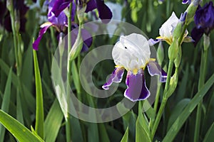 Tall Bearded Iris cultivar Mrs. Andris. White-purple Iris