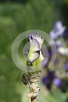 Tall bearded iris Decolletage