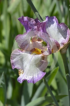 Tall bearded iris Decolletage