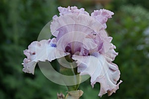 Tall Bearded Iris `Don`t Stop Believing`