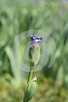 Tall Bearded Iris Eagles Flight