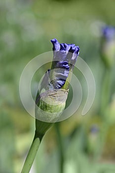 Tall Bearded Iris Eagles Flight