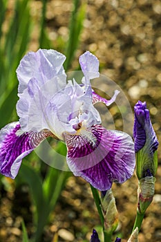 Tall bearded iris flower - Meissner Porzellan, (Germanica Berbata-Elatior Group)