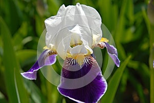 Tall Bearded Iris flower, Wabash photo