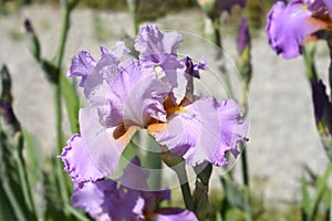 Tall bearded iris Horny Lorri