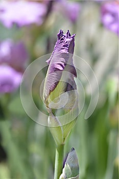 Tall bearded iris Horny Lorri