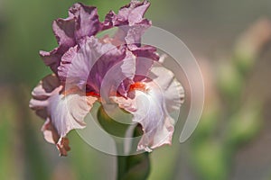 Tall Bearded Iris Keeping Up Appearances