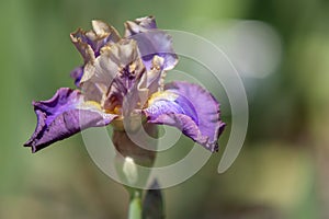 Tall Bearded Iris Lip Service