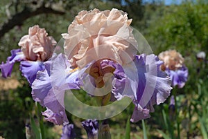 Tall bearded iris, Poem of Ecstasy