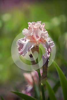 Tall Bearded Iris Pond Lily