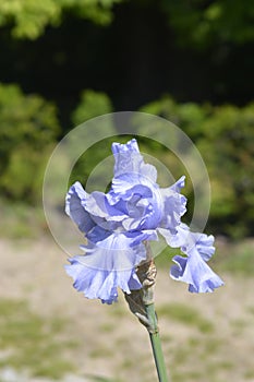 Tall bearded iris Rapture in Blue