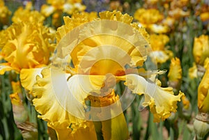 Tall bearded iris, It`s Magic