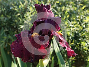 Tall Bearded Iris `Saturday Night Live`