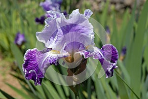 Tall bearded iris flower, Telepathy, in a spring garden