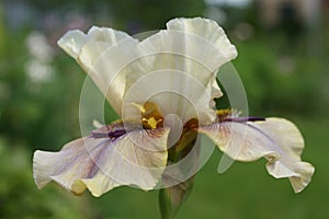 Tall Bearded Iris `Thornbird`