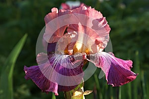 Tall Bearded Iris `Vibrations` in the evening light