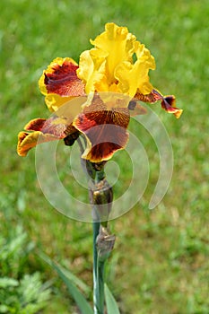 Tall bearded iris Whoop em up