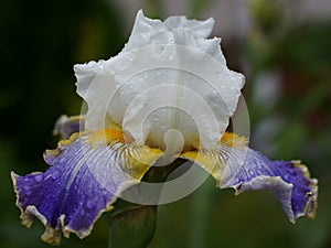 Tall Bearded Iris `Wild Angel` after heavy rain