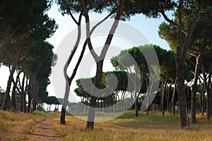 Tall, beautiful Italian Stone Pines in Parco Degli Acquedotti, a public Aqueduct park in Rome, Italy.