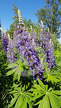 Tall and beautiful lilac flowers of Lupinus grow along roads and meadows in summer