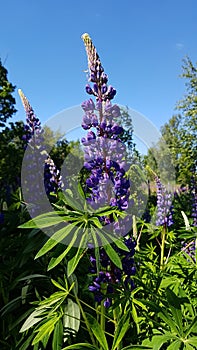 Tall and beautiful lilac flowers of Lupinus grow along roads and meadows in summer