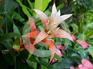 A tall orange flower frowing in a garden photo