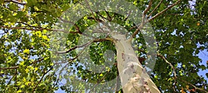 Tall, beautiful plane tree drowning in colorful green leafage