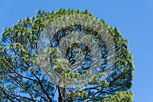 Tall and beautiful Slash Pine Pinus Elliottii in Arboretum Park Southern Culture