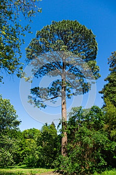 Tall and beautiful Slash Pine Pinus Elliottii in Arboretum Park Southern Cultures