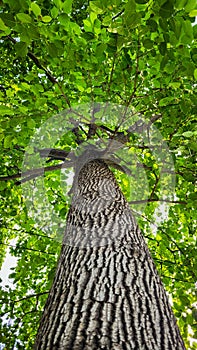 Tall and beautiful tree in a park