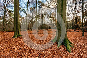 Tall beech trees in a carpet of fallen brown-red leaves