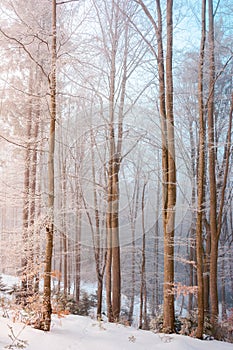 Tall beech trees in hoarfrost at sunrise