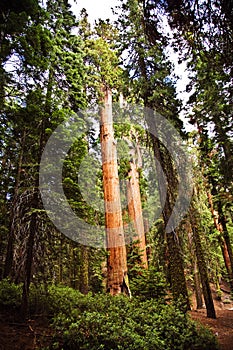 Tall and big sequoias