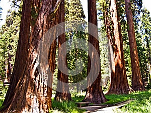 Tall and big sequoias in beautiful