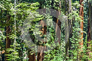 Tall and big sequoias