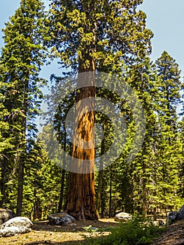 Tall and big sequoias in sequoia