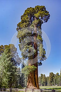 Tall and big sequoias in sequoia national park