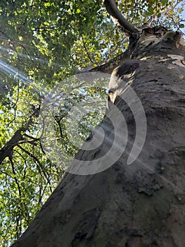Tall big tree with leaves