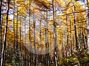 Tall birch and aspen trees in autumn season