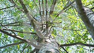 Tall birch tree trunk with green lush foliage against blue sky