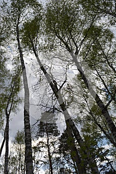 Tall birches and pines in the grove stretch towards the sky. Young leaves began to unfold.