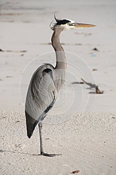 Tall bird standing on beach.