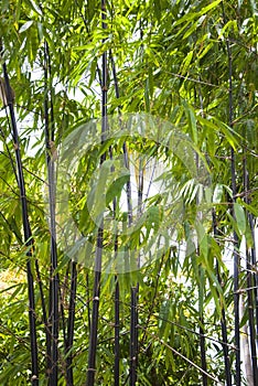 Tall Black Bamboo Growing