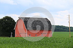 A tall black roof red barn with white trim and small in a growing crop field with lush forest trees beyond