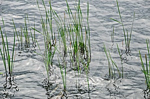 Tall Blades of Green Grass in High Water